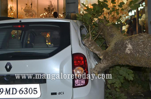 tree collapse 4